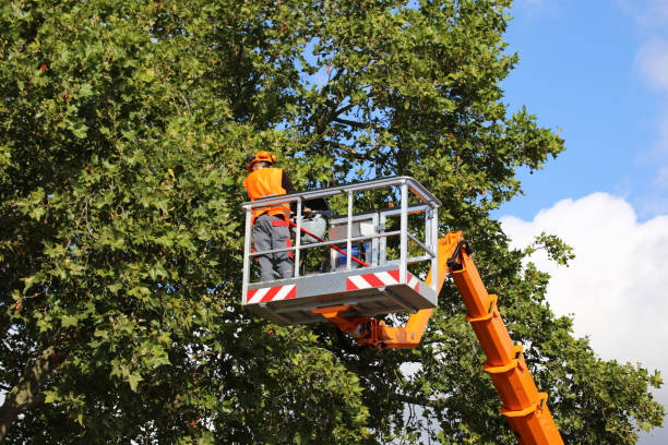 Professional Tree Services in Del Rio, CA